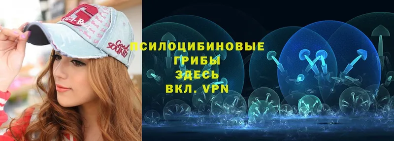 Псилоцибиновые грибы Psilocybe  Куровское 